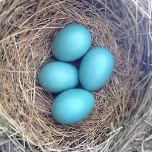 Meet your Posher, Maggie